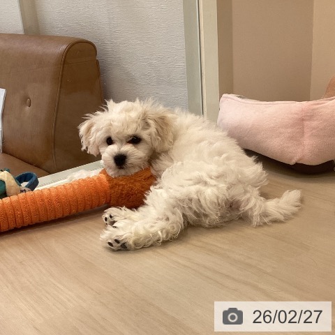 ビション・フリーゼの写真