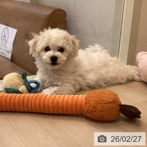 ビション・フリーゼの写真