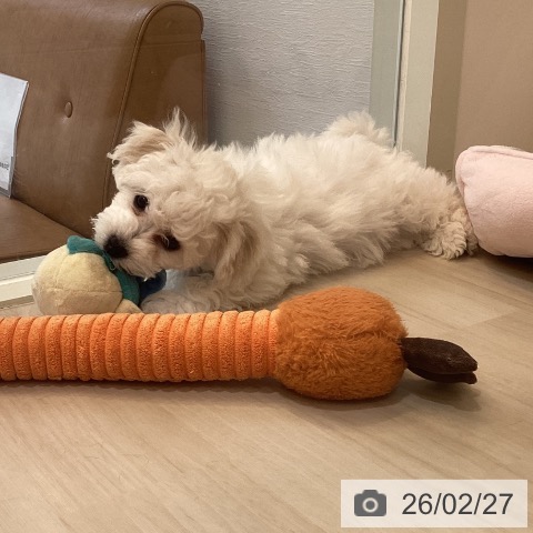 ビション・フリーゼの写真