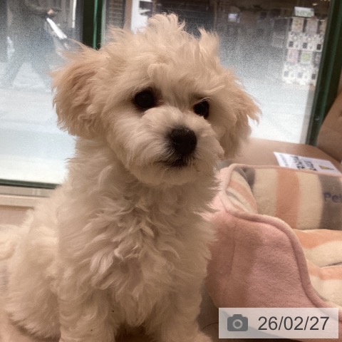 ビション・フリーゼの写真