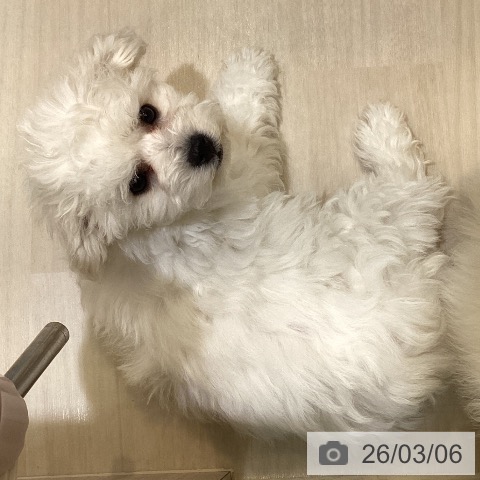 ビション・フリーゼの写真