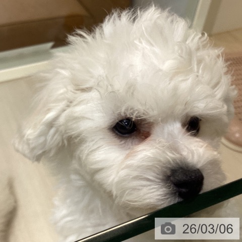 ビション・フリーゼの写真