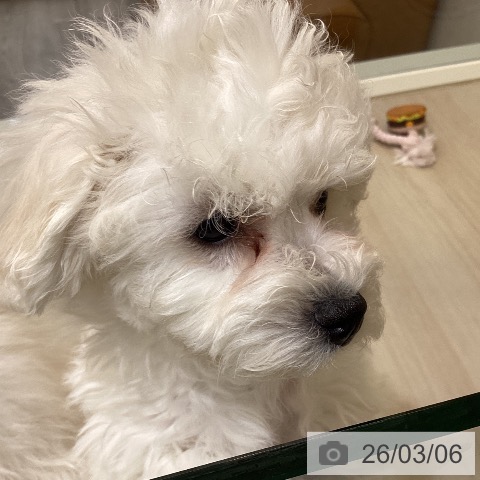 ビション・フリーゼの写真