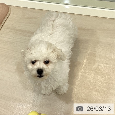 ビション・フリーゼの写真