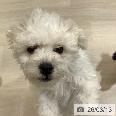 ビション・フリーゼの写真