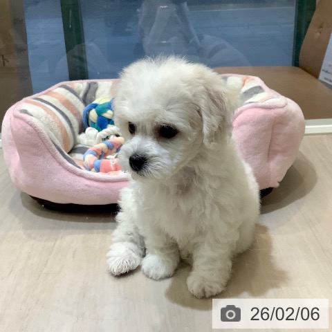 埼玉県のビションフリーゼ (ペットプラス クレアモール川越店/2025年12月8日生まれ/女の子/ホワイト)の子犬の4枚目の画像