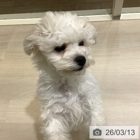 ビション・フリーゼの写真