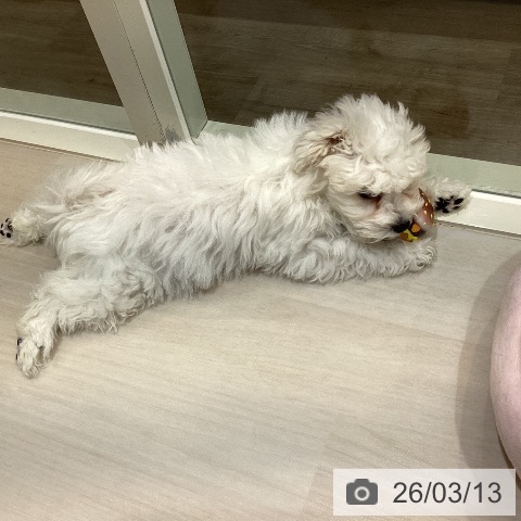 ビション・フリーゼの写真