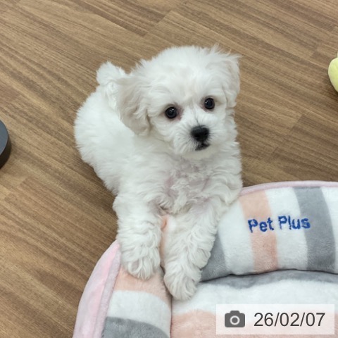 ビション・フリーゼの写真