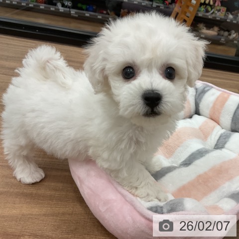 ビション・フリーゼの写真