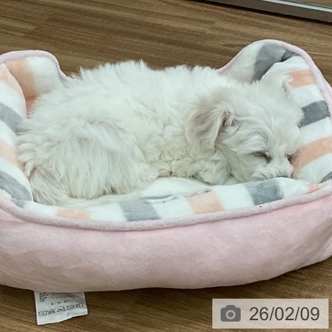 茨城県のビションフリーゼ (ペッツワン 古河店/2025年12月8日生まれ/女の子/ホワイト)の子犬の4枚目の画像