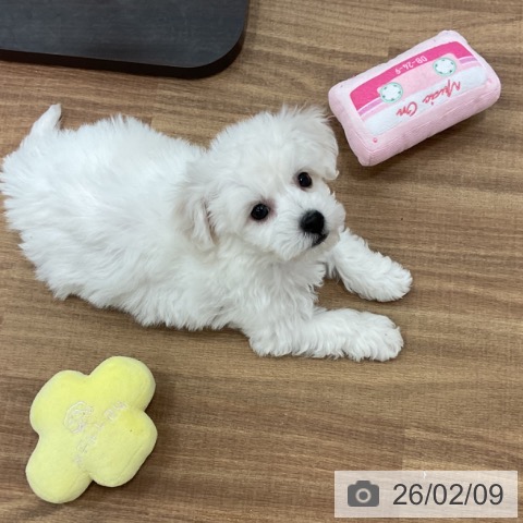 茨城県のビションフリーゼ (ペッツワン 古河店/2025年12月8日生まれ/女の子/ホワイト)の子犬の3枚目の画像