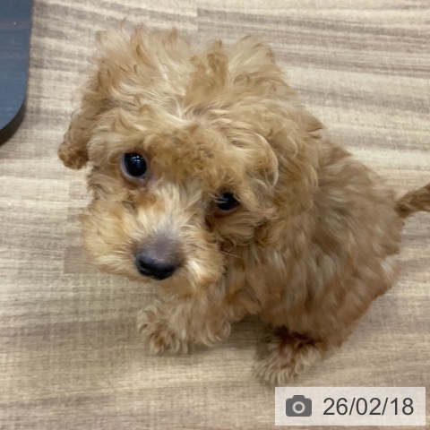 トイ・プードルの写真