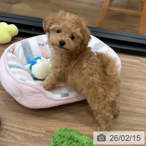 茨城県のトイプードル(トイ) (ペッツワン 古河店/2025年12月3日生まれ/女の子/アプリコット)の子犬の4枚目の画像
