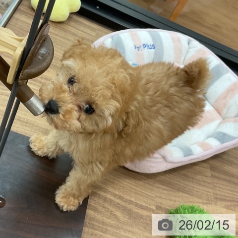 茨城県のトイプードル(トイ) (ペッツワン 古河店/2025年12月3日生まれ/女の子/アプリコット)の子犬の3枚目の画像
