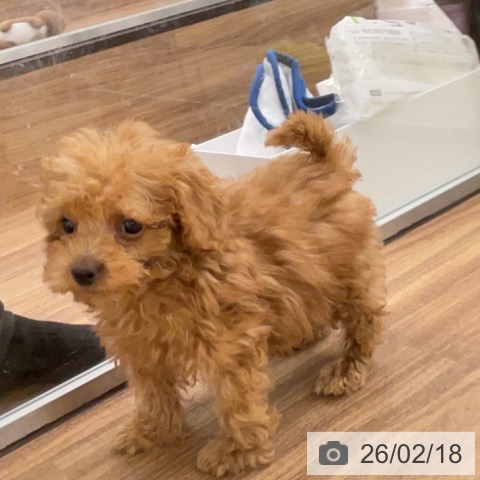 茨城県のトイプードル(トイ) (ペッツワン 古河店/2025年12月3日生まれ/女の子/アプリコット)の子犬の4枚目の画像