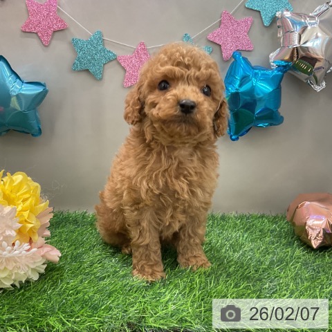 千葉県のトイプードル(トイ) (ペットプラス コトエ流山おおたかの森店/2025年12月8日生まれ/男の子/アプリコット)の子犬の4枚目の画像