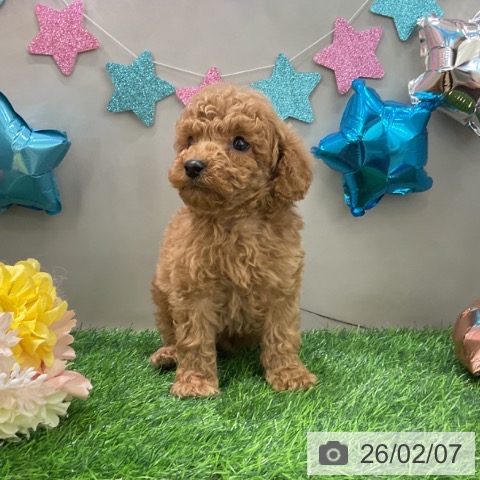 千葉県のトイプードル(トイ) (ペットプラス コトエ流山おおたかの森店/2025年12月8日生まれ/男の子/アプリコット)の子犬の3枚目の画像