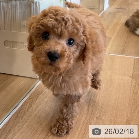 千葉県のトイプードル(トイ) (ペットプラス コトエ流山おおたかの森店/2025年12月8日生まれ/男の子/アプリコット)の子犬の3枚目の画像