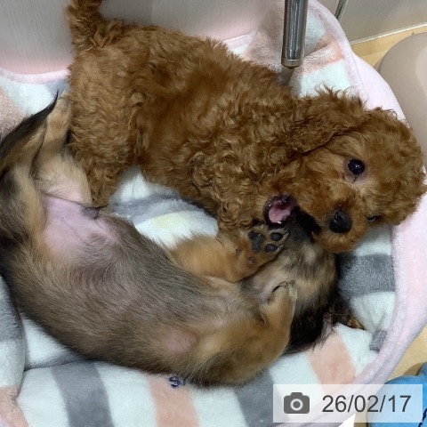 山梨県のトイプードル(トイ) (ペットプラス 甲府昭和店/2025年12月8日生まれ/女の子/レッド)の子犬の4枚目の画像