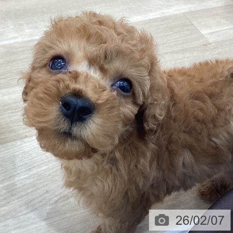 群馬県のトイプードル(トイ) (ペットプラス 前橋店/2025年12月8日生まれ/女の子/レッド)の子犬の4枚目の画像