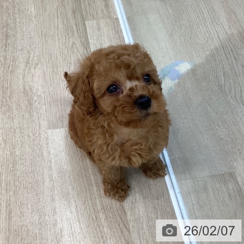 群馬県のトイプードル(トイ) (ペットプラス 前橋店/2025年12月8日生まれ/女の子/レッド)の子犬の3枚目の画像