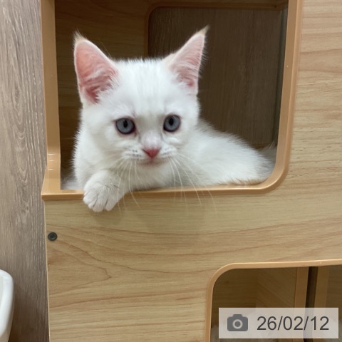 神奈川県のマンチカン (ペットプラス 湘南平塚店/2025年12月1日生まれ/男の子/クリームホワイトバン)の子猫の3枚目の画像