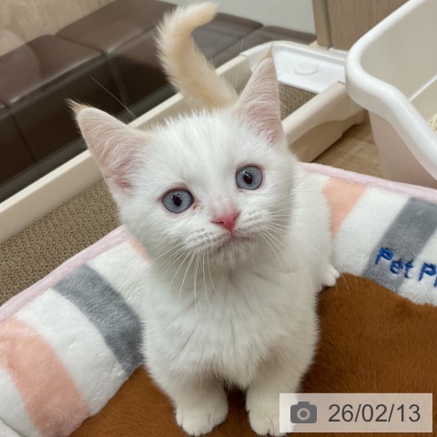 神奈川県のマンチカン (ペットプラス 湘南平塚店/2025年12月1日生まれ/男の子/クリームホワイトバン)の子猫の4枚目の画像