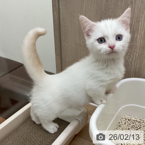 神奈川県のマンチカン (ペットプラス 湘南平塚店/2025年12月1日生まれ/男の子/クリームホワイトバン)の子猫の3枚目の画像