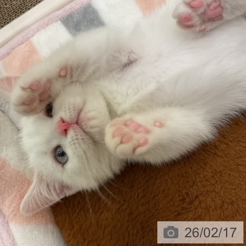 神奈川県のマンチカン (ペットプラス 湘南平塚店/2025年12月1日生まれ/男の子/クリームホワイトバン)の子猫の3枚目の画像