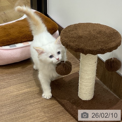 埼玉県のマンチカン (ペッツワン 吉川美南店/2025年12月1日生まれ/女の子/クリームホワイトバン)の子猫の4枚目の画像