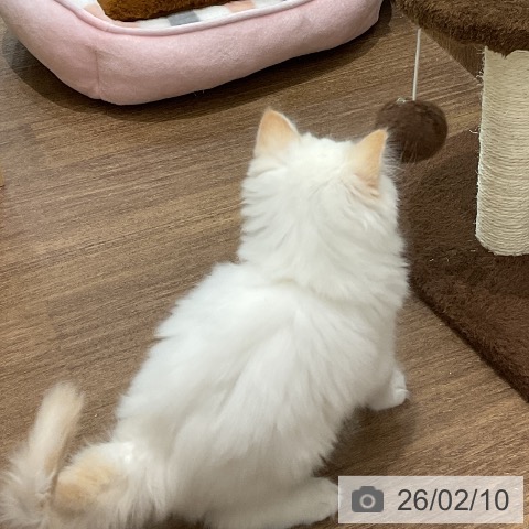 埼玉県のマンチカン (ペッツワン 吉川美南店/2025年12月1日生まれ/女の子/クリームホワイトバン)の子猫の3枚目の画像