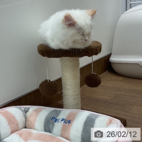 埼玉県のマンチカン (ペッツワン 吉川美南店/2025年12月1日生まれ/女の子/クリームホワイトバン)の子猫の3枚目の画像