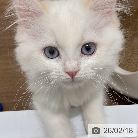 埼玉県のマンチカン (ペッツワン 吉川美南店/2025年12月1日生まれ/女の子/クリームホワイトバン)の子猫の3枚目の画像