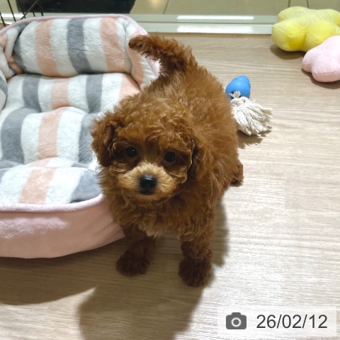 東京都のトイプードル(トイ) (ペットプラス 板橋店/2025年12月2日生まれ/男の子/レッド)の子犬の4枚目の画像