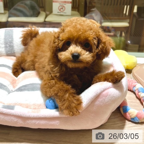 東京都のトイプードル(トイ) (ペットプラス 板橋店/2025年12月2日生まれ/男の子/レッド)の子犬の4枚目の画像