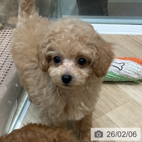 埼玉県のトイプードル(トイ) (ペットプラス ららぽーと新三郷店/2025年12月2日生まれ/男の子/アプリコット)の子犬の3枚目の画像