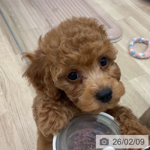 トイ・プードルの写真