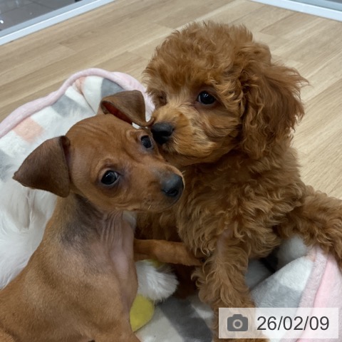 トイ・プードルの写真