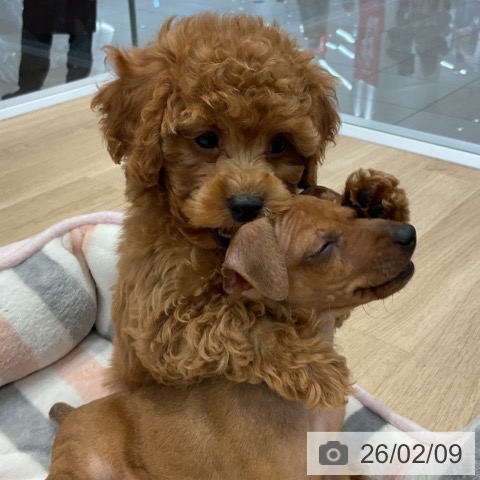 トイ・プードルの写真