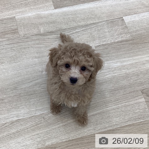 山梨県のトイプードル(トイ) (ペットプラス 甲府国母店/2025年12月4日生まれ/男の子/アプリコット)の子犬の4枚目の画像