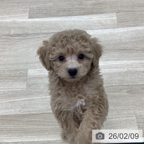 山梨県のトイプードル(トイ) (ペットプラス 甲府国母店/2025年12月4日生まれ/男の子/アプリコット)の子犬の3枚目の画像