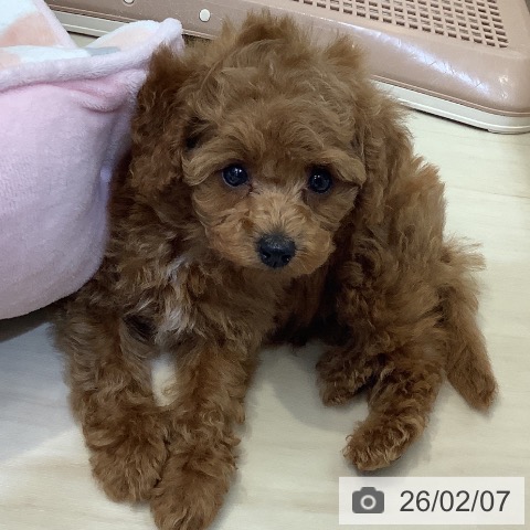 トイ・プードルの写真