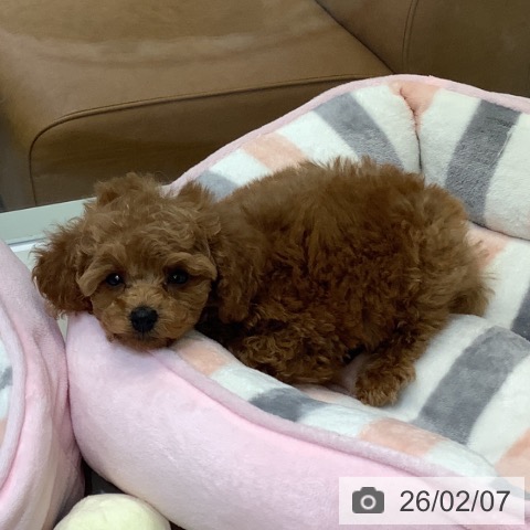 トイ・プードルの写真