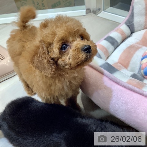 トイ・プードルの写真