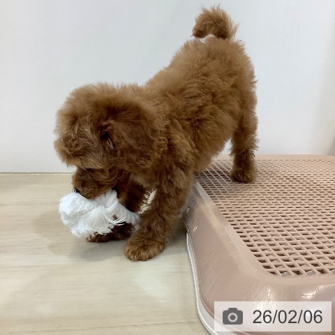 トイ・プードルの写真