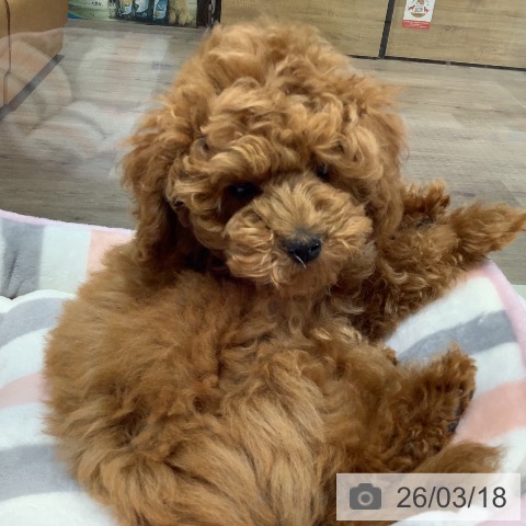 埼玉県のトイプードル(トイ) (ペットプラス クレアモール川越店/2025年12月4日生まれ/男の子/レッド)の子犬の4枚目の画像