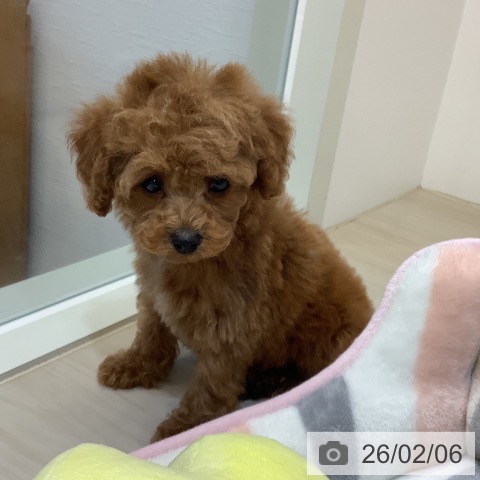 トイ・プードルの写真