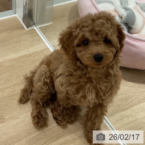 長野県のトイプードル(トイ) (ペットプラス 長野店/2025年12月4日生まれ/男の子/アプリコット)の子犬の4枚目の画像