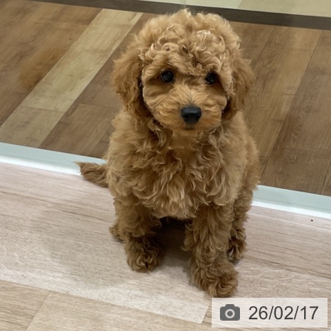 長野県のトイプードル(トイ) (ペットプラス 長野店/2025年12月4日生まれ/男の子/アプリコット)の子犬の3枚目の画像